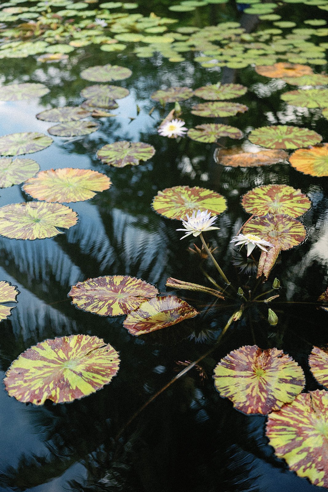 Best restaurants in Southwest Florida | Proposal session at Naples Botanical Gardens