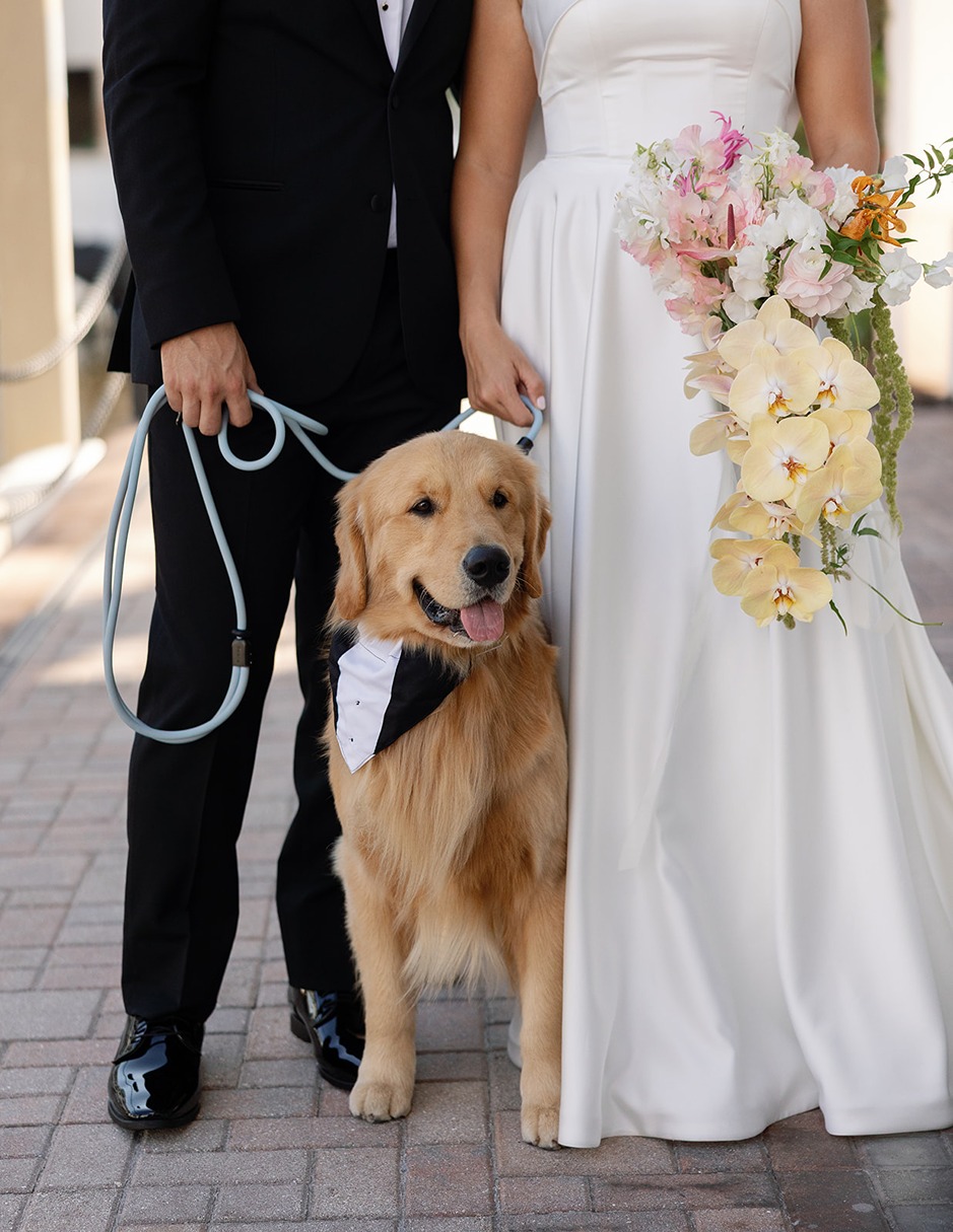 a golden retriever at the naples bay resort